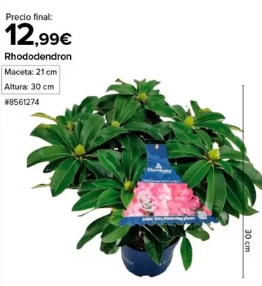 Oferta de Enjoy - Rhododendron por 12,99€ en Costco