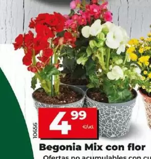 Oferta de Begonia Mix Con Flor por 4,99€ en Dia