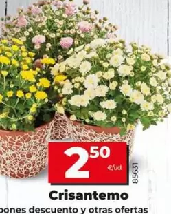 Oferta de Crisantemo por 2,5€ en Dia