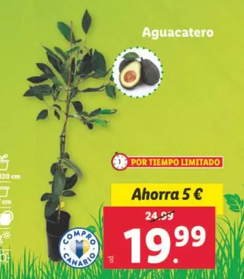 Oferta de Aguacatero por 19,99€ en Lidl