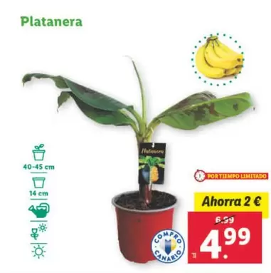 Oferta de Platanera por 4,99€ en Lidl