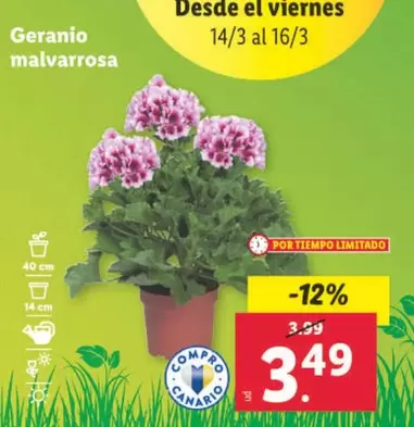 Oferta de Geranio Malvarrosa por 3,49€ en Lidl