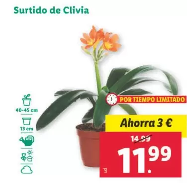 Oferta de Surtido De Clivia por 11,99€ en Lidl