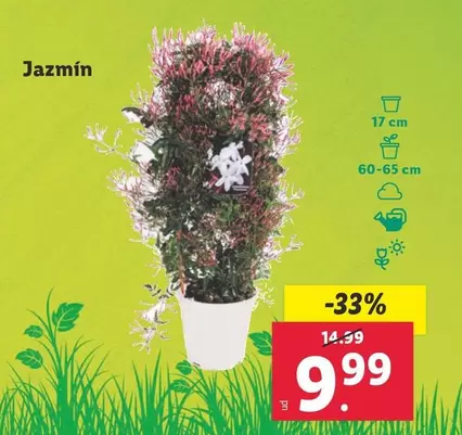 Oferta de Jazmin por 9,99€ en Lidl