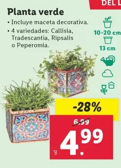 Oferta de Planta Verde por 4,99€ en Lidl