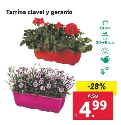 Oferta de Tarrina Clavel Y Geranio por 4,99€ en Lidl