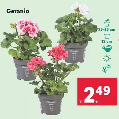 Oferta de Geranio por 2,49€ en Lidl