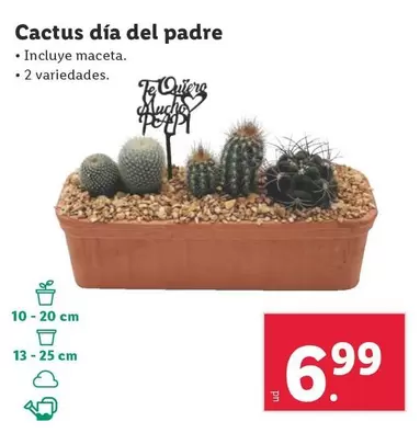 Oferta de Cactus Día Del Padre por 6,99€ en Lidl