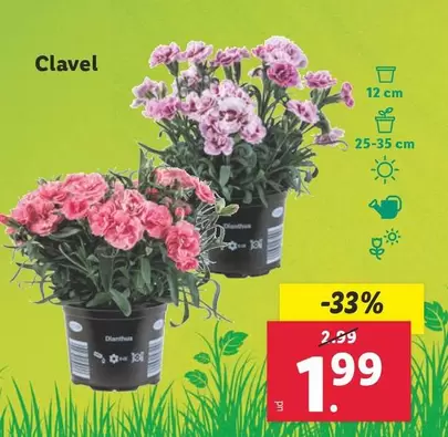 Oferta de Clavel por 1,99€ en Lidl