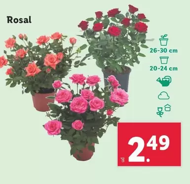 Oferta de Rosal por 2,49€ en Lidl