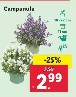 Oferta de Campanula por 2,99€ en Lidl