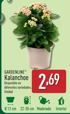 Oferta de Gardenline - Kalanchoe por 2,69€ en ALDI