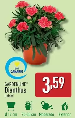 Oferta de Gardenline - Dianthus por 3,59€ en ALDI