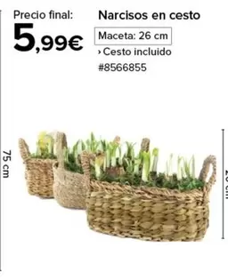 Oferta de Narcisos En Cesto por 5,99€ en Costco