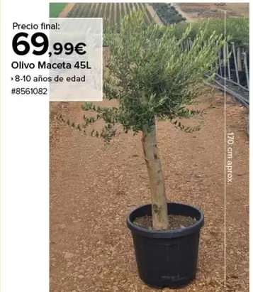 Oferta de Olivo Maceta 45l por 69,99€ en Costco