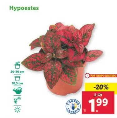 Oferta de Hypoestes por 1,99€ en Lidl