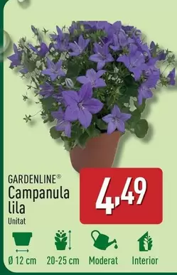 Oferta de Gardenline - Campanula Lila por 4,49€ en ALDI