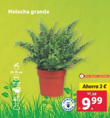 Oferta de Helecha Grande por 9,99€ en Lidl