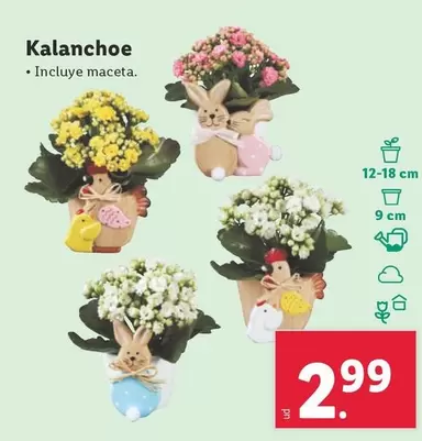 Oferta de Kalanchoe por 2,99€ en Lidl