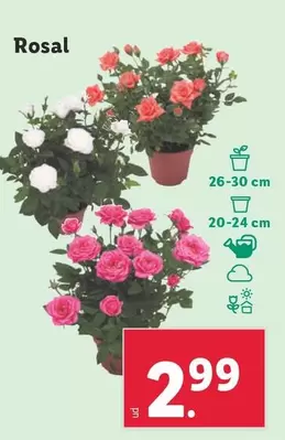 Oferta de Rosal por 2,99€ en Lidl