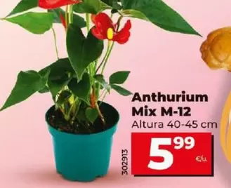Oferta de Anturio Mix M-12 Altura 40-45 Cm por 5,99€ en Dia