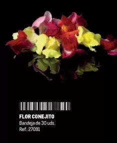 Oferta de Flor -  Conejito en Makro