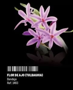 Oferta de Flor -  De Ajo (tulbaghia) en Makro