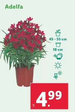 Oferta de Adelfa por 4,99€ en Lidl