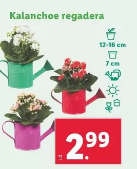 Oferta de Kalanchoe Regadera por 2,99€ en Lidl