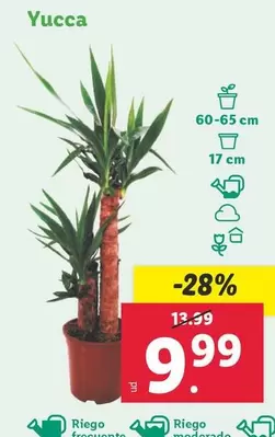Oferta de Yucca por 9,99€ en Lidl