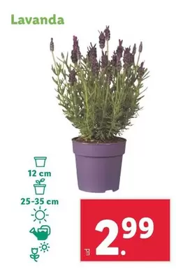 Oferta de Lavanda por 2,99€ en Lidl