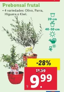 Oferta de Prebonsai Frutal por 9,99€ en Lidl