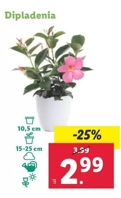 Oferta de Dipladenia por 2,99€ en Lidl
