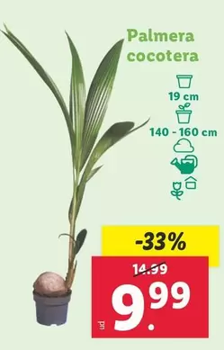 Oferta de Palmera Cocotera por 9,99€ en Lidl
