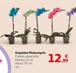 Oferta de Orquídea Phalenopsis por 12,99€ en Alcampo