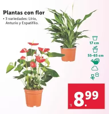 Oferta de Plantas Con Flor por 8,99€ en Lidl
