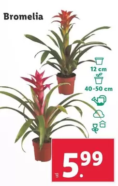 Oferta de Bromelia por 5,99€ en Lidl