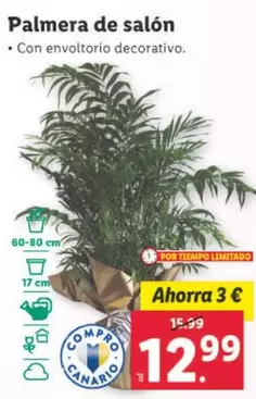 Oferta de Palmera De Salon por 12,99€ en Lidl