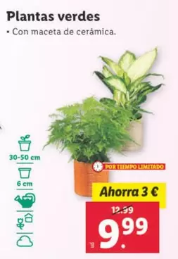Oferta de Plantas Verdes por 9,99€ en Lidl