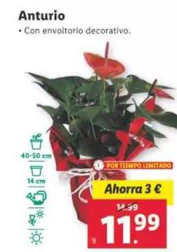 Oferta de Anturio por 11,99€ en Lidl