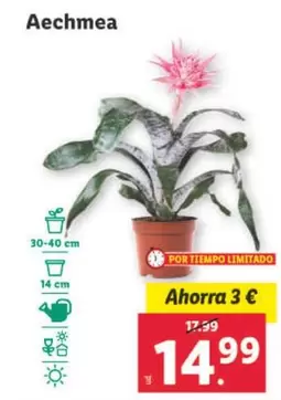 Oferta de Aechmea por 14,99€ en Lidl