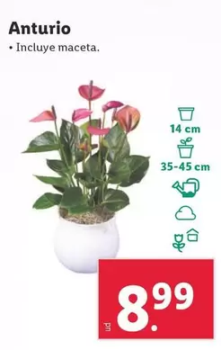 Oferta de Anturio por 8,99€ en Lidl