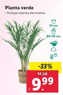 Oferta de Planta Verde por 9,99€ en Lidl