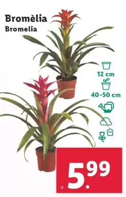 Oferta de Bromelia por 5,99€ en Lidl