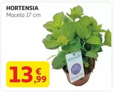 Oferta de Hortensia por 13,99€ en Alcampo