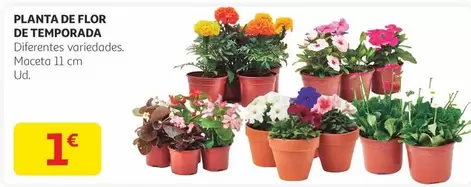 Oferta de Planta De Flor De Temporada por 1€ en Alcampo