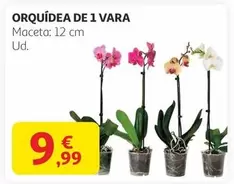 Oferta de Orquidea De 1 Vara por 9,99€ en Alcampo
