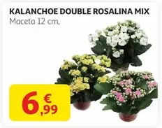 Oferta de Kalanchoe Double Rosalina Mix por 6,99€ en Alcampo