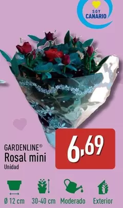Oferta de Gardenline - Rosal Mini por 6,69€ en ALDI