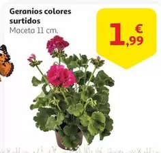 Oferta de Geranios Colores Surtidos por 1,99€ en Alcampo